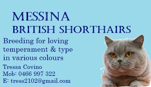 Messina breeder graphic preview