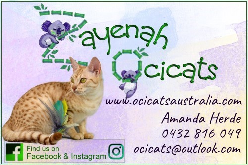 Zayenah breeder graphic preview